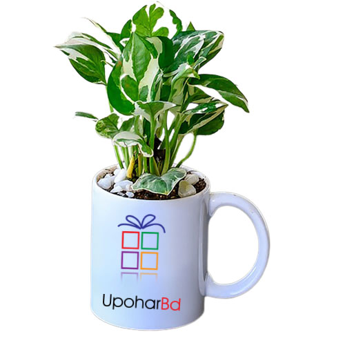 Indoor Plant In A Ceramic Mug With Own Logo