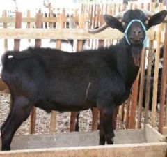 Live Goat for Kurbani