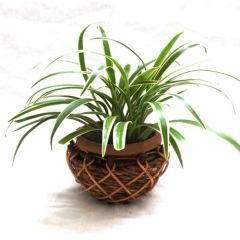 Spider plant in a cane pot