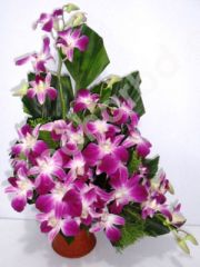 Simply Orchid
