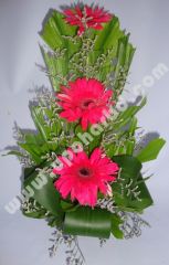 Pink gerbera
