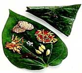 Paan Supari Packages