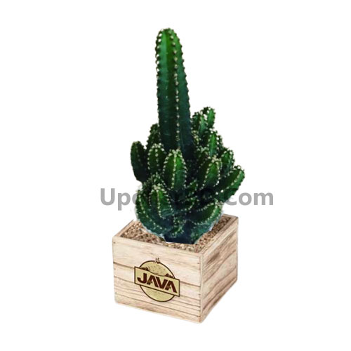 Decorative Cactus