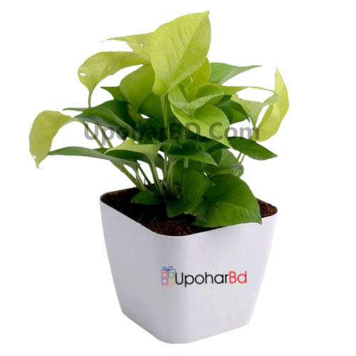 Leafy Green Indoor Plant In A Ceramic Pot