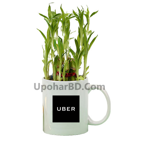 Lucky Bamboo In A Mug with Logo