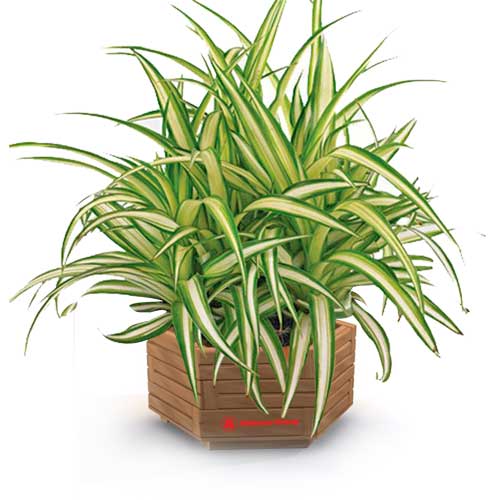 Spider plant