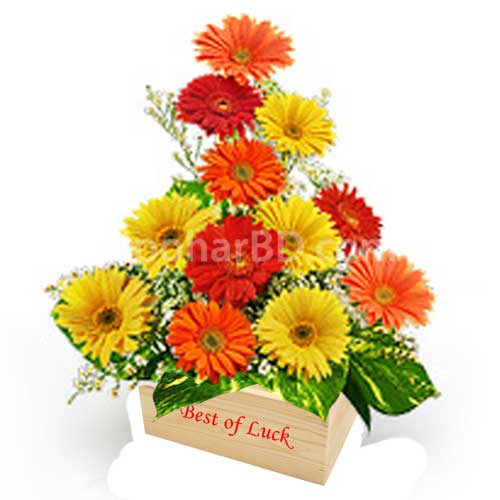 Elegant gerbera for anniversary