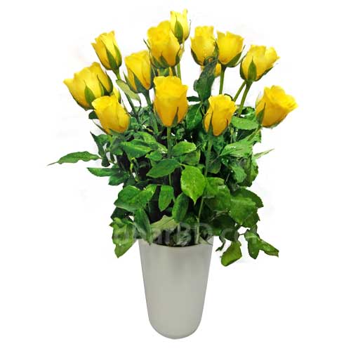 Lovely Yellow Roses