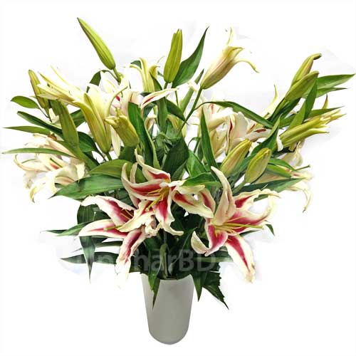 Variety of Lilies