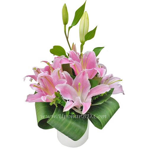 Lily for Love