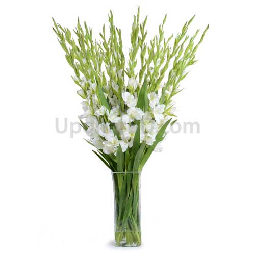 White Gladiolus with a Glass Vase