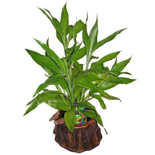 Live Plant in a Terracotta Pot