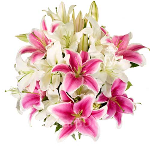 Multi-Color Lily arrangment