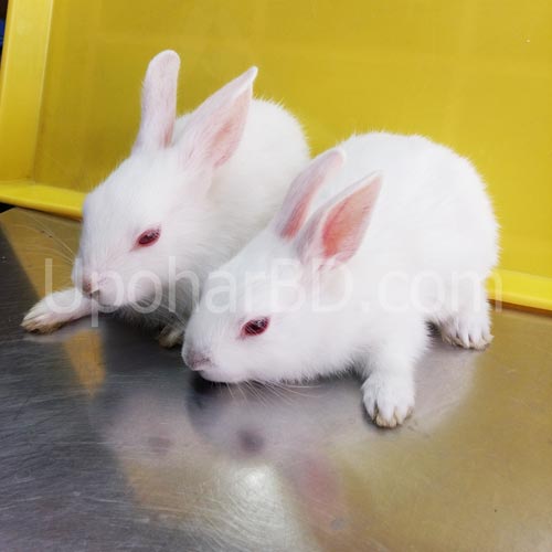 pet shop rabbit price