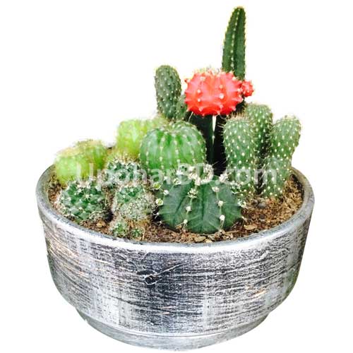 Mix cactus pot by BRAC Nursery