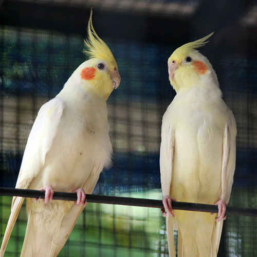 Pair of Lutino Cockatiel bird with cage