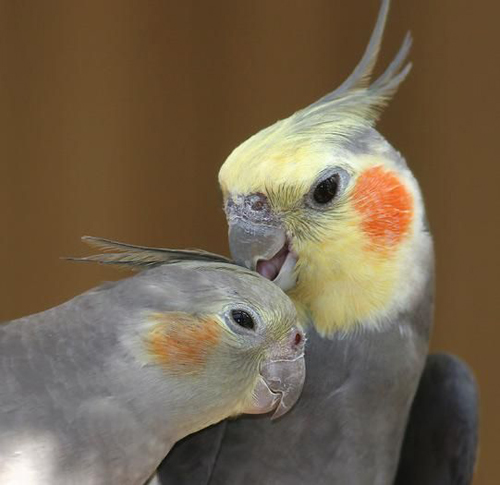 Pair of Cockatiel gray bird with cage