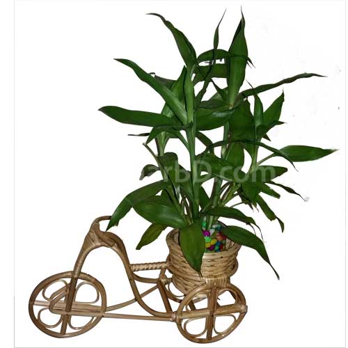 Live Plant in a Cane Rickshaw