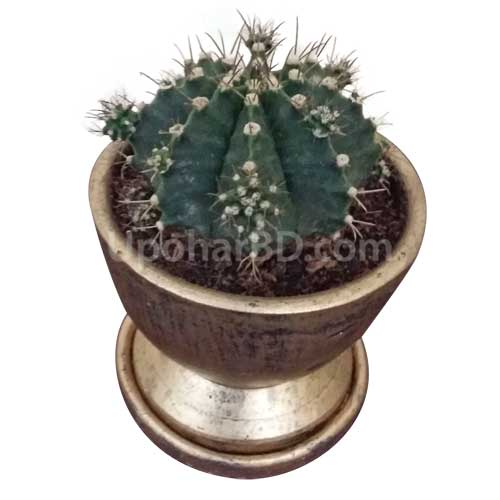 Melocactus in clay pot