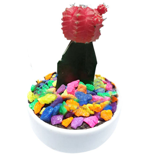 Moon cactus in clay pot