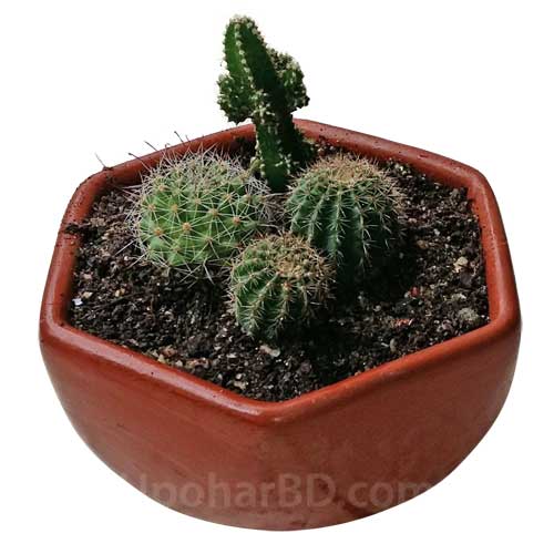 Small mix cactus pot