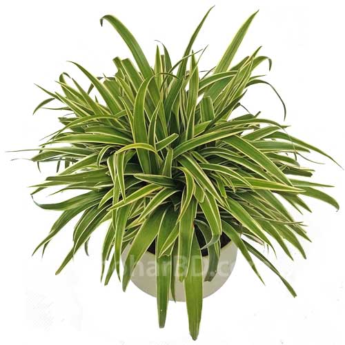 Spider Plant in Ceramic Pot