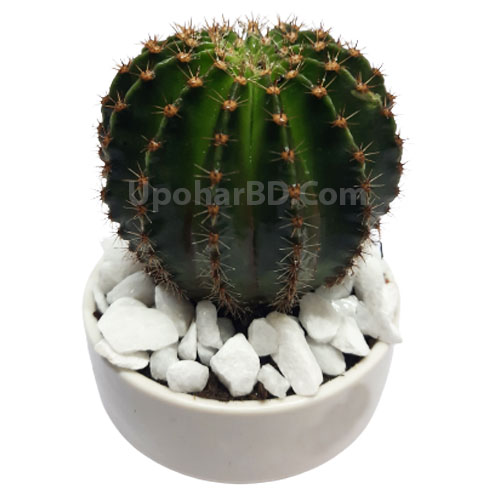 Monk cactus in clay pot