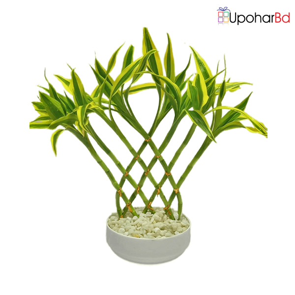 Lucky Bamboo designed plant