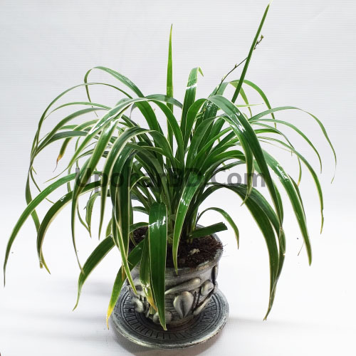Chlorophytum Spider Plant