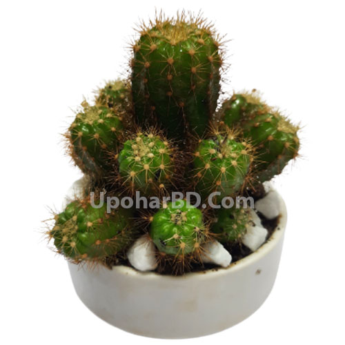 Multiple Cactus in ceramic pot