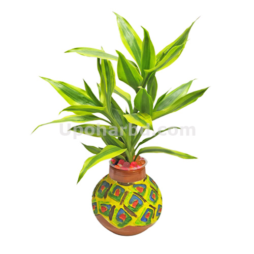 Live Dracaena Plant In A Painted Clay Pot
