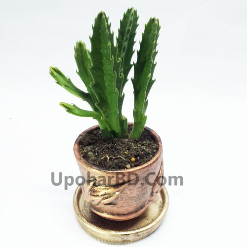Stapelia Cactus In Terracotta Pot