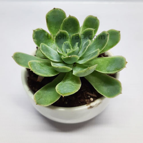 Echeveria Haageana