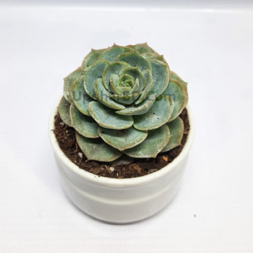 Echeveria Lola