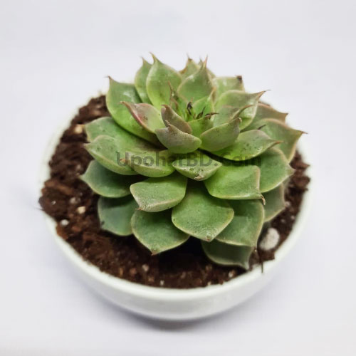 Echeveria Lola Succulent With Heavy Leaf