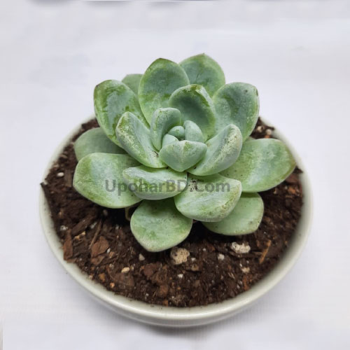 Echeveria Apus