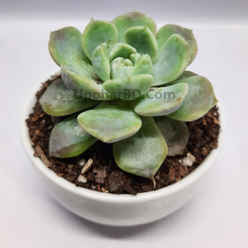 Silver-green Echeveria Apus