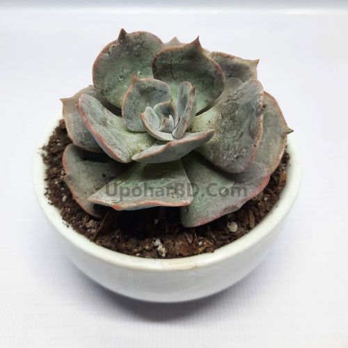 Silver-blue Color Echeveria Lola