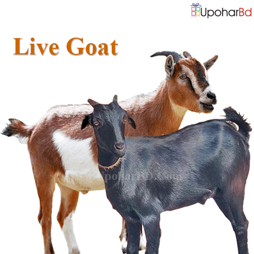 Live Goat For Sale