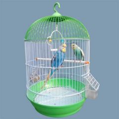 A Pair of Budgerigar bird with cage