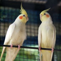 Pair of Lutino Cockatiel bird with cage