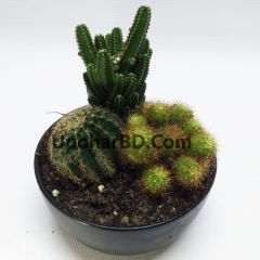 Harmonize Cactus In A Ceramic Pot