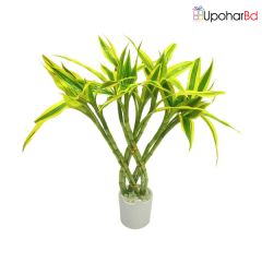 Dracaena Plant In A Small Pot