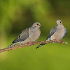 Pair of Dove bird with cage