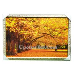 5D Frame Of Peaceful Forest