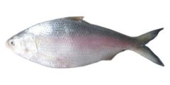 Hilsa fish