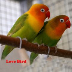 Love Bird