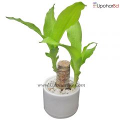 Lucky Brazil Wood Potted Plant