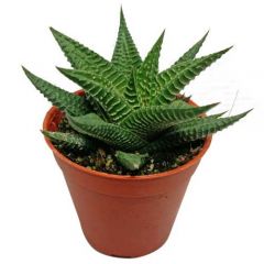 Zebra cactus in clay pot