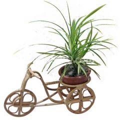 Live Plant in a Handicraft Rickshaw